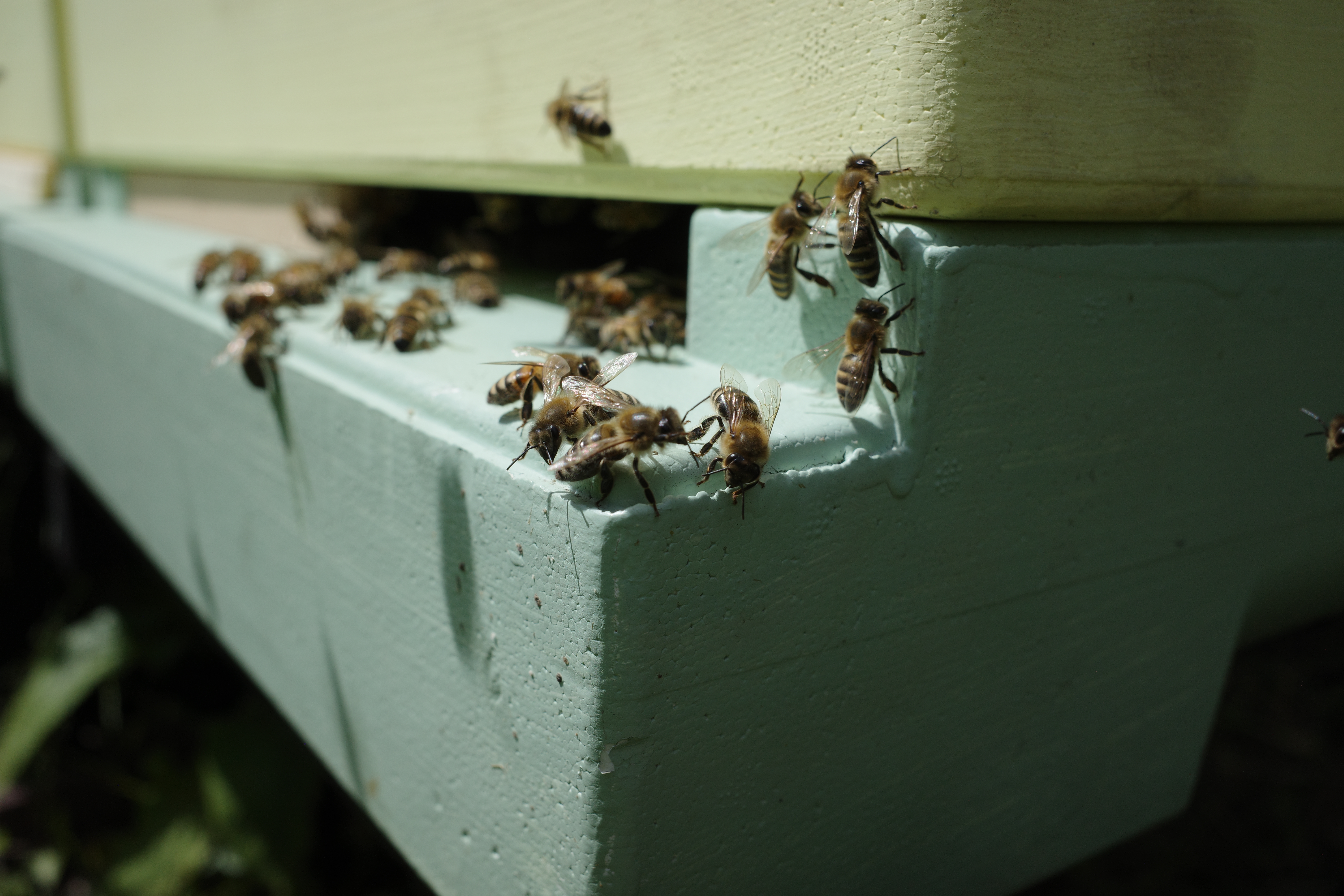 Hier findet Ihr uns: Imkerei Meyer, Heidkamp 23, 26524 Hage, 📞 +49 4931 9718013